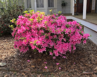 Pink Azalea  (Rhododendron) Quart Plant
