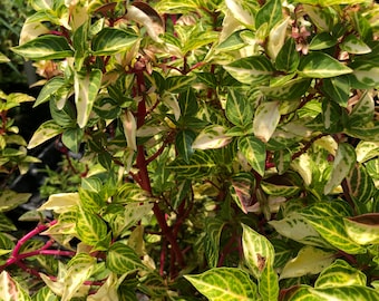 Variegated Bloodleaf or Iresine lindenii variegata Pint Plant