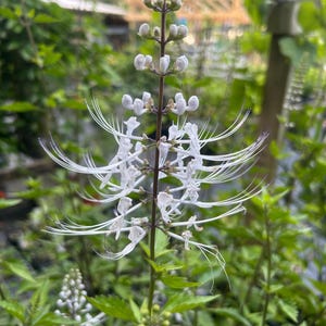 Cat Whiskers White or Orthosiphon Stameneus Java Tea Quart Plant