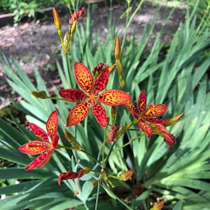 Belamcanda chinensis Blackberry Lily Quart Plant