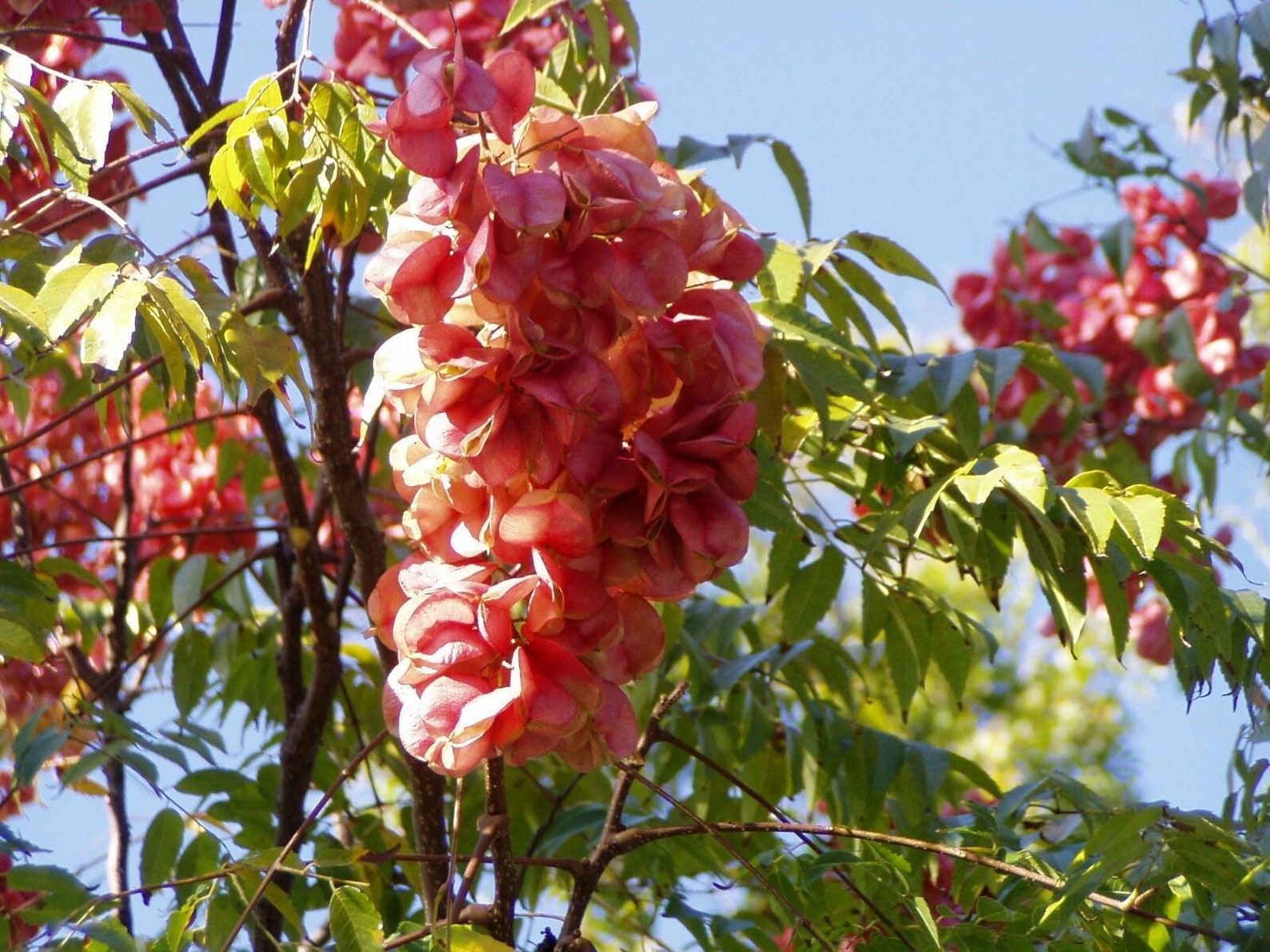 Koelreuteria Paniculata Golden Rain Tree Plant Etsy