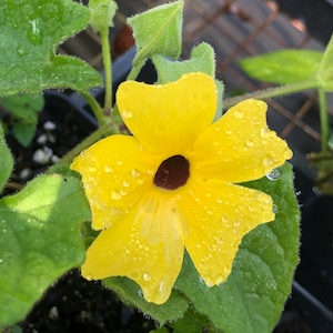 Sun Lady Thunbergia Pint Plant