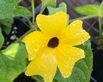 Sun Lady Thunbergia Pint Plant