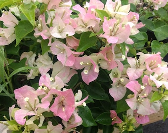 Bougainvillea Thai Delight Pint Plant