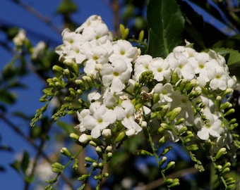 White Duranta erecta Pint Plant