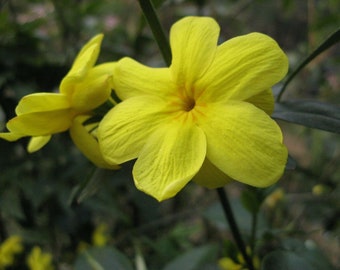 Jasminum floridum Showy Jasmine or Florida Yellow Jasmine Quart Plant