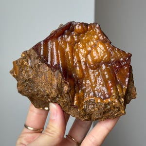 Red and Orange Agatized Coral Specimen from Florida, USA / Withlacoochie River Agatized Coral Fossil / Fossilized Coral