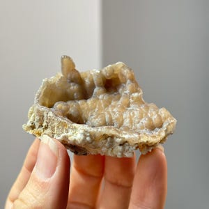 Small Agatized Coral Specimen from Florida, USA / Tan Colored Withlacoochie River Agatized Coral Fossil / Fossilized Coral