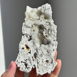 Especímenes de coral agatizado brillante de la bahía de Tampa / Coral druzy blanco de la bahía de Tampa, Florida / Fósil de coral / Coral fosilizado