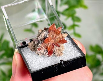 Puede incluir: Un pequeño grupo de cristales de aragonito de color naranja vibrante con formaciones afiladas en forma de estrella unidas a una matriz marrón terrosa y texturizada. El espécimen mineral se exhibe en una caja de plástico cuadrada.