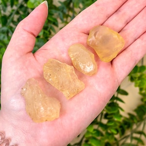 Może przedstawiać: Cztery surowe, złotożółte kamienie szlachetne trzymane są w dłoni. Kamienie mają nieregularne kształty i półprzezroczystą jakość, z subtelnymi odcieniami koloru. Tło przedstawia zielone liście.