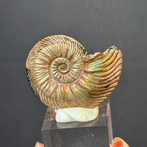 Puede incluir: Concha de amonita fosilizada con colores iridiscentes dorados, marrones y verdes. La concha en espiral está montada sobre un soporte de acrílico transparente con una base blanca. La superficie de la concha presenta crestas detalladas y un aspecto natural y desgastado.