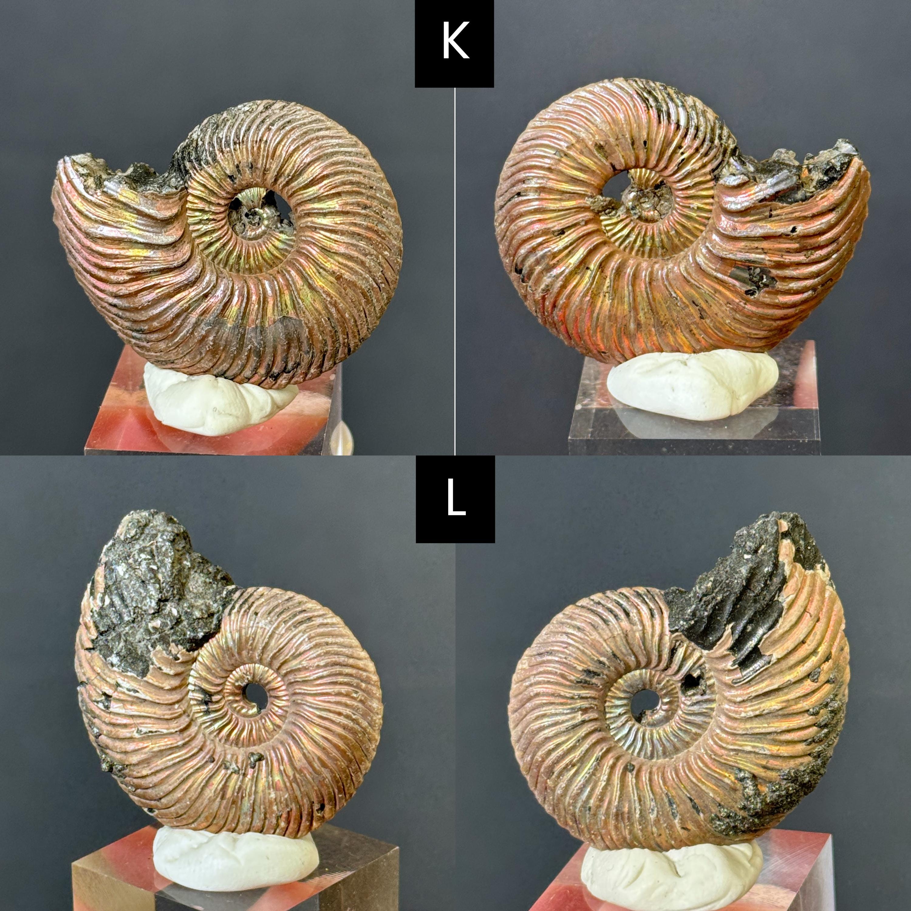 Pyritized Shells You Pick! Iridescent Pyritized Ammonite Fossil Shells From Volga River ...