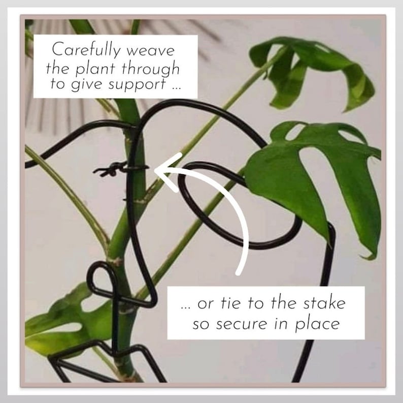 Puede incluir: Primer plano de una planta que se apoya en una estaca de metal negro. La planta se est&aacute; tejiendo a trav&eacute;s de la estaca, y la estaca se asegura en su lugar con un alambre. El texto "Carefully weave the plant through to give support... or tie to the stake so secure in place" es visible en la imagen.