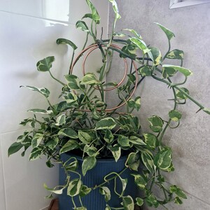 Estaca decorativa para plantas: enrejado de hierro con recubrimiento en polvo para plantas de interior imagen 11