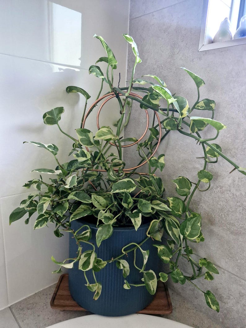 Estaca decorativa para plantas: enrejado de hierro con recubrimiento en polvo para plantas de interior imagen 11