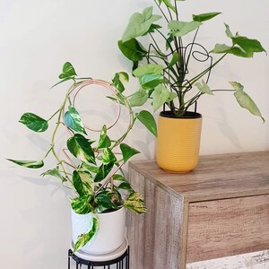 Puede incluir: Dos plantas en macetas, una con una maceta blanca y un soporte de metal geom&eacute;trico, y la otra con una maceta amarilla. La planta en la maceta blanca es un pothos variegado, y la planta en la maceta amarilla es un filodendro. Ambas plantas est&aacute;n creciendo en una habitaci&oacute;n con una superficie de madera.