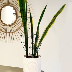 Puede incluir: Una planta serpiente en maceta con hojas verdes y amarillas en una maceta de cer&aacute;mica blanca con una escultura de cara de alambre negro.