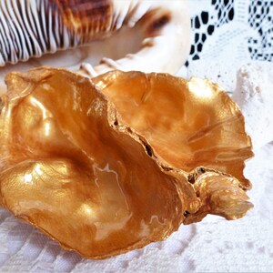 2 Large Oyster Shells With Paris Decor Oyster Shell Jewelry Etsy