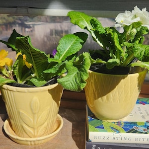 May include: Two yellow ceramic flower pots with plants. One pot has yellow flowers, the other has white flowers. The pots are sitting on a wooden surface. The pot on the left has a matching saucer.