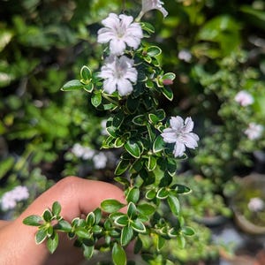 Puede incluir: Primer plano de una pequeña planta en maceta con hojas verdes vibrantes bordeadas de blanco. Delicadas flores de color rosa pálido florecen a lo largo de los tallos. La planta está en una maceta de plástico transparente, con un fondo verde borroso.