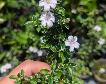 Serissa Japonica "Cherry Blossom" Pink Flowering Plant for Bonsai, Garden or Pot