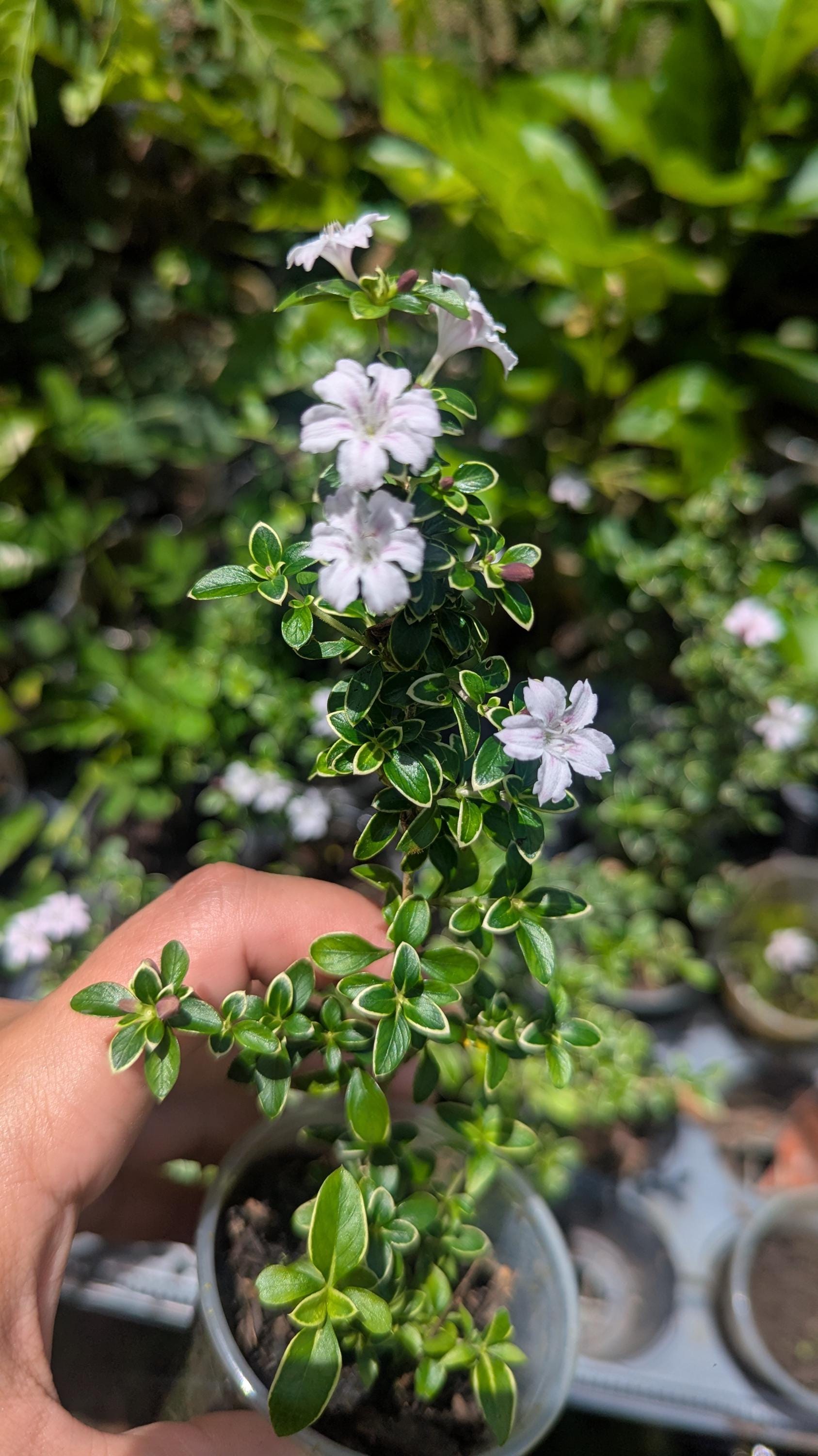 Serissa Japonica "cherry Blossom" Pink Flowering Plant for Bonsai, Garden  or Pot - Etsy