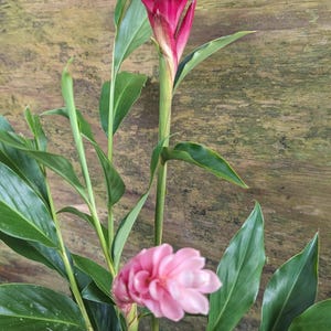 Pode incluir: Uma planta de gengibre em vaso com flores rosa vibrantes e folhas verdes exuberantes. As flores estão em plena floração, com uma flor grande no topo e uma menor abaixo. A planta está em um fundo de madeira.