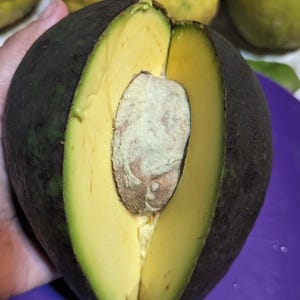 Avocado Fruit Trees Seedlings Organic