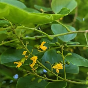 Pterocarpus Indicus Live Tree Seedlings~ Flowers-Shadow Tree