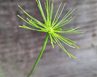 Cyperus Haspan Dwarf Papyrus~Dwarf Papyrus Water Pond Garden Live Plant Rooted