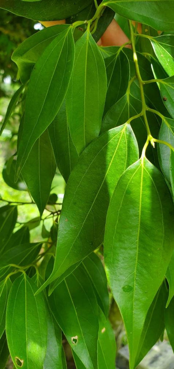 Fresh Cinnamon Tree Leaves for Tea or Making Oils or Meals Etsy