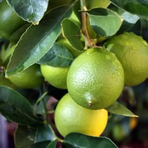 Citrus Aurantifolia -Limón Criollo- Organic Fruit Tree Seedling- Lemon Lima From Puerto Rico