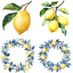 Puede incluir: Cuatro ilustraciones de acuarela con limones y ramas frondosas. Dos ilustraciones muestran limones en ramas con hojas verdes. Las otras dos ilustraciones muestran coronas de hojas azules y verdes con limones intercalados.