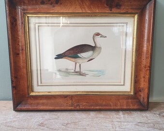 Framed Duck Print, Wall Art, Housewarming Gift