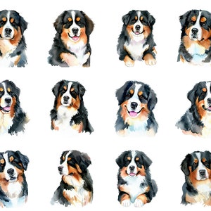 May include: Watercolor illustrations of Bernese Mountain Dogs in various poses. Each dog features a black, white, and brown coat, with expressive eyes and a friendly demeanor. The collection showcases the breed's distinctive markings and gentle nature.