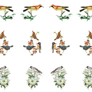 May include: A collection of vintage-style bird illustrations. The images feature various birds perched on branches with flowers. The birds have colorful plumage in shades of orange, brown, blue, and gray. The background is white.