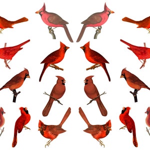 Various Cardinals - Ceramic Decal - Overglaze Decal - Fusible Decal - Food Safe - Lead Free - 2193