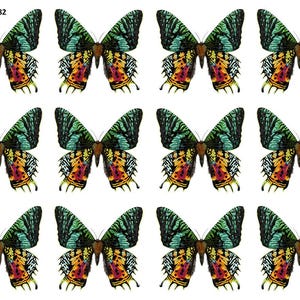 Madagascan Sunset Moth - Overglaze Ceramic + Enamel Decals - Food Safe - Lead Free - 4882