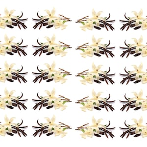 May include: Arrangement of vanilla flowers and beans on a white background. The flowers are cream-colored with yellow centers, and the beans are dark brown. The image is a repeating pattern of the same arrangement.