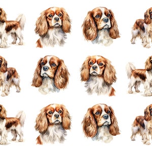 May include: Watercolor illustrations of Cavalier King Charles Spaniels. The dogs are depicted in various poses, showcasing their brown and white fur. Some images are full body, while others are headshots. The background is white.