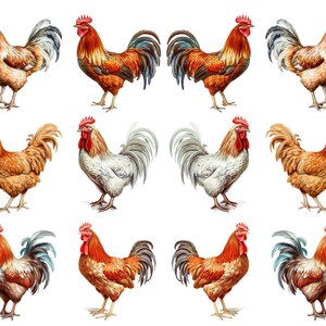 May include: A collection of rooster illustrations in various poses. The roosters feature vibrant colors, including red combs and wattles, with plumage in shades of brown, gold, and white. The artwork is set against a clean white background, highlighting the detailed watercolor style.