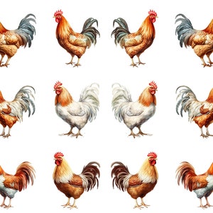 May include: A collection of rooster illustrations in various poses. The roosters feature vibrant colors, including red combs, orange and brown feathers, and gray or brown tail feathers. The roosters are set against a white background.