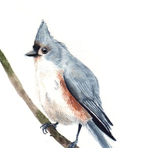 Tufted Titmouse