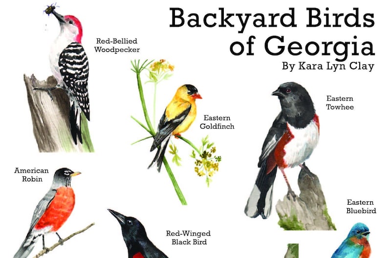 Backyard Birds of Etsy