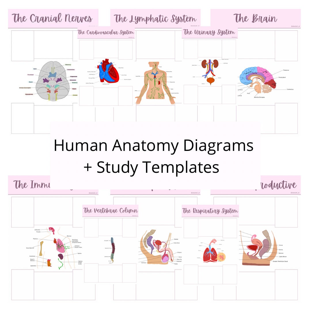 Anatomy And Physiology Note Taking Templates Hand Drawn Diagrams Etsy
