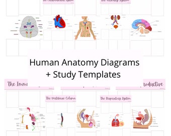 Anatomy and Physiology Note-taking templates - Hand drawn diagrams