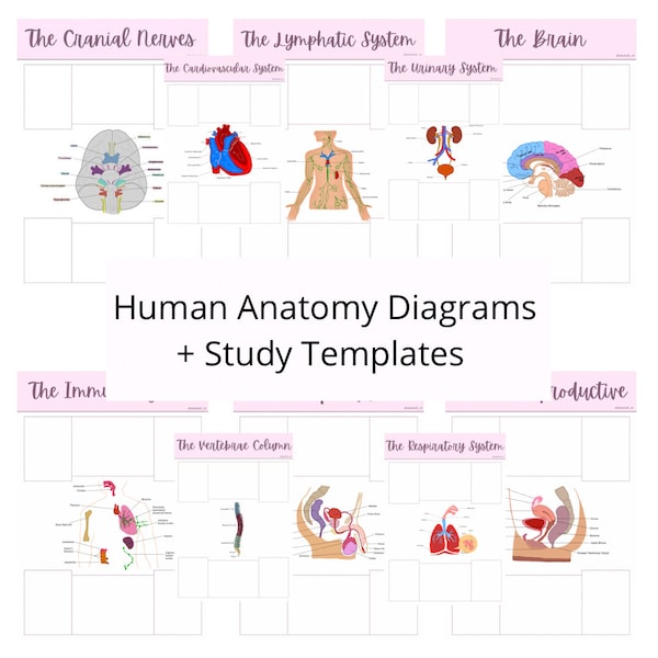 Anatomy and Physiology Note-taking templates - Hand drawn diagrams