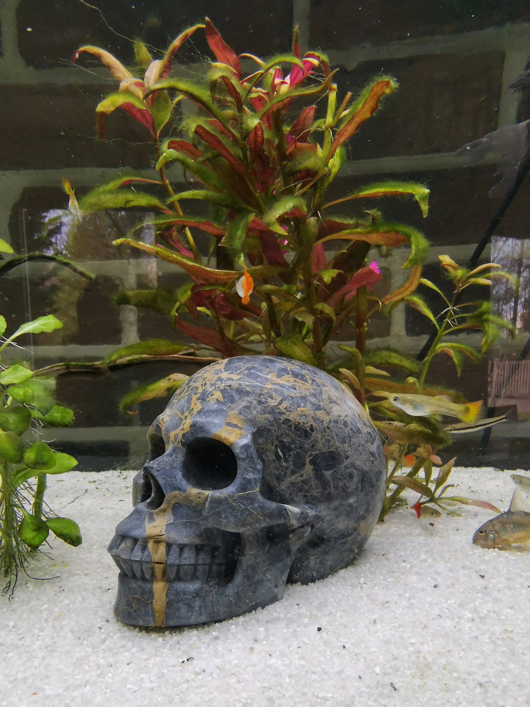 Natural Stone TOP AQUARIUM / Skull Cranio, SchÄdel, Craneo, Skull
