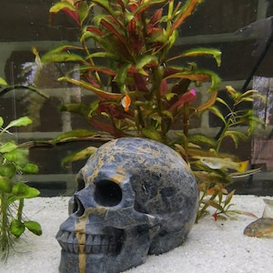 May include: A black and gold skull sculpture with a detailed design, sitting on a white gravel surface in a fish tank with green plants and orange and yellow fish.